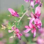 ヒメ日記 2025/09/06 03:34 投稿 ひかり 美熟女倶楽部Hip's 春日部店