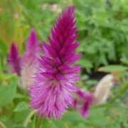 ヒメ日記 2025/09/08 06:34 投稿 ひかり 美熟女倶楽部Hip's 春日部店