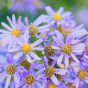 ヒメ日記 2025/09/09 06:24 投稿 ひかり 美熟女倶楽部Hip's 春日部店