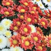 ヒメ日記 2025/09/10 06:14 投稿 ひかり 美熟女倶楽部Hip's 春日部店