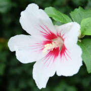 ヒメ日記 2025/09/11 03:34 投稿 ひかり 美熟女倶楽部Hip's 春日部店