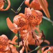 ヒメ日記 2025/09/15 05:04 投稿 ひかり 美熟女倶楽部Hip's 春日部店