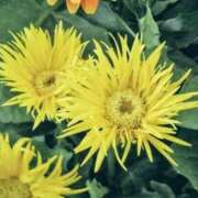 ヒメ日記 2025/09/16 03:44 投稿 ひかり 美熟女倶楽部Hip's 春日部店