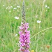 ヒメ日記 2025/09/22 03:44 投稿 ひかり 美熟女倶楽部Hip's 春日部店