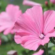 ヒメ日記 2025/09/26 04:04 投稿 ひかり 美熟女倶楽部Hip's 春日部店