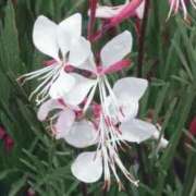 ヒメ日記 2025/10/08 06:32 投稿 ひかり 美熟女倶楽部Hip's 春日部店