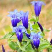 ヒメ日記 2025/10/13 05:22 投稿 ひかり 美熟女倶楽部Hip's 春日部店