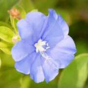 ヒメ日記 2025/10/14 03:52 投稿 ひかり 美熟女倶楽部Hip's 春日部店