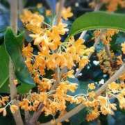 ヒメ日記 2025/10/15 03:32 投稿 ひかり 美熟女倶楽部Hip's 春日部店