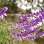 ヒメ日記 2025/10/29 08:42 投稿 ひかり 美熟女倶楽部Hip's 春日部店