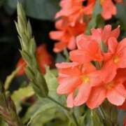 ヒメ日記 2025/11/04 06:02 投稿 ひかり 美熟女倶楽部Hip's 春日部店