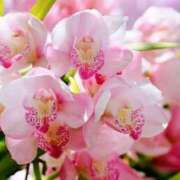 ヒメ日記 2025/11/07 03:32 投稿 ひかり 美熟女倶楽部Hip's 春日部店