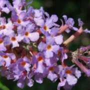 ヒメ日記 2025/11/10 03:42 投稿 ひかり 美熟女倶楽部Hip's 春日部店