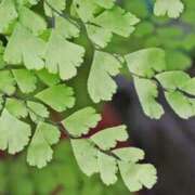 ヒメ日記 2025/11/11 03:52 投稿 ひかり 美熟女倶楽部Hip's 春日部店