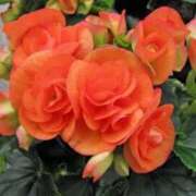 ヒメ日記 2025/11/12 03:12 投稿 ひかり 美熟女倶楽部Hip's 春日部店