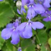 ヒメ日記 2025/11/15 02:52 投稿 ひかり 美熟女倶楽部Hip's 春日部店