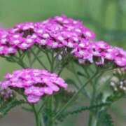 ヒメ日記 2025/11/17 03:22 投稿 ひかり 美熟女倶楽部Hip's 春日部店