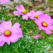 ヒメ日記 2025/11/18 03:52 投稿 ひかり 美熟女倶楽部Hip's 春日部店