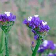 ヒメ日記 2025/11/19 04:32 投稿 ひかり 美熟女倶楽部Hip's 春日部店