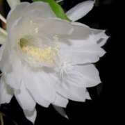 ヒメ日記 2025/11/20 03:52 投稿 ひかり 美熟女倶楽部Hip's 春日部店