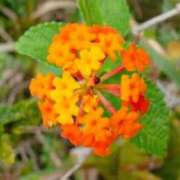 ヒメ日記 2025/11/21 05:02 投稿 ひかり 美熟女倶楽部Hip's 春日部店