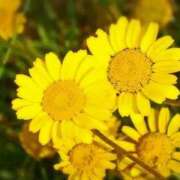 ヒメ日記 2025/11/25 03:52 投稿 ひかり 美熟女倶楽部Hip's 春日部店