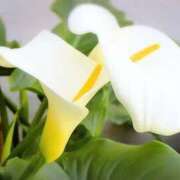 ヒメ日記 2025/11/26 03:52 投稿 ひかり 美熟女倶楽部Hip's 春日部店