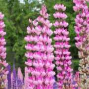 ヒメ日記 2025/11/27 05:22 投稿 ひかり 美熟女倶楽部Hip's 春日部店