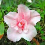 ヒメ日記 2025/11/28 03:22 投稿 ひかり 美熟女倶楽部Hip's 春日部店