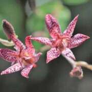 ヒメ日記 2025/11/29 03:52 投稿 ひかり 美熟女倶楽部Hip's 春日部店