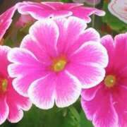 ヒメ日記 2025/12/09 05:02 投稿 ひかり 美熟女倶楽部Hip's 春日部店