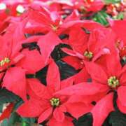 ヒメ日記 2025/12/10 03:32 投稿 ひかり 美熟女倶楽部Hip's 春日部店