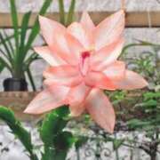 ヒメ日記 2025/12/12 03:22 投稿 ひかり 美熟女倶楽部Hip's 春日部店