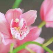 ヒメ日記 2025/12/13 05:02 投稿 ひかり 美熟女倶楽部Hip's 春日部店