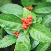 ヒメ日記 2025/12/17 04:52 投稿 ひかり 美熟女倶楽部Hip's 春日部店