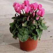 ヒメ日記 2025/12/18 03:42 投稿 ひかり 美熟女倶楽部Hip's 春日部店