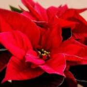 ヒメ日記 2025/12/22 03:12 投稿 ひかり 美熟女倶楽部Hip's 春日部店