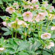 ヒメ日記 2025/12/25 15:52 投稿 ひかり 美熟女倶楽部Hip's 春日部店