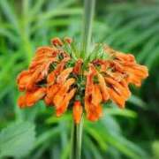 ヒメ日記 2025/12/27 04:32 投稿 ひかり 美熟女倶楽部Hip's 春日部店