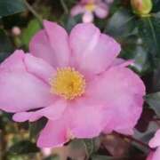 ヒメ日記 2025/12/29 03:52 投稿 ひかり 美熟女倶楽部Hip's 春日部店