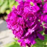 ヒメ日記 2025/12/31 06:12 投稿 ひかり 美熟女倶楽部Hip's 春日部店