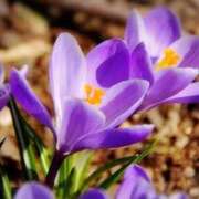 ヒメ日記 2026/01/05 03:12 投稿 ひかり 美熟女倶楽部Hip's 春日部店