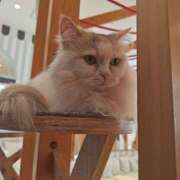 ヒメ日記 2026/01/06 03:52 投稿 ひかり 美熟女倶楽部Hip's 春日部店