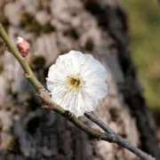 ヒメ日記 2026/01/07 03:52 投稿 ひかり 美熟女倶楽部Hip's 春日部店