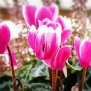 ヒメ日記 2026/01/08 03:12 投稿 ひかり 美熟女倶楽部Hip's 春日部店