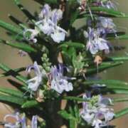 ヒメ日記 2026/01/13 06:22 投稿 ひかり 美熟女倶楽部Hip's 春日部店