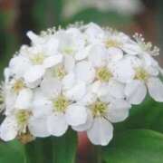 ヒメ日記 2026/01/15 05:42 投稿 ひかり 美熟女倶楽部Hip's 春日部店