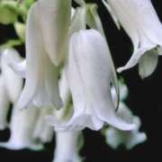 ヒメ日記 2026/01/24 03:42 投稿 ひかり 美熟女倶楽部Hip's 春日部店