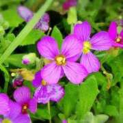 ヒメ日記 2026/01/26 03:42 投稿 ひかり 美熟女倶楽部Hip's 春日部店