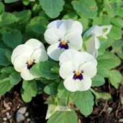 ヒメ日記 2026/01/28 02:42 投稿 ひかり 美熟女倶楽部Hip's 春日部店